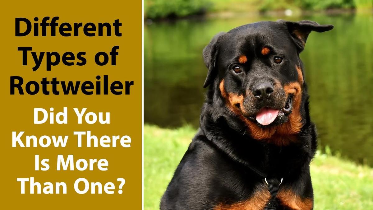 what are the different kinds of rottweilers