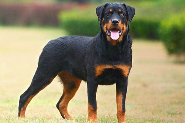 Do Rottweilers Have Webbed Feet 