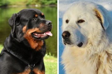 Great Pyrenees Rottweiler Mix: Meet the Lovable, Loyal & Large ...