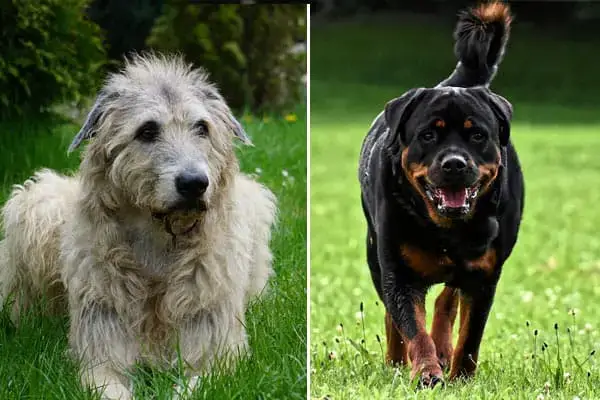 Irish Wolfhound Rottweiler Mix Meet The Protective Loyal Loving Guardian Dog Anything Rottweiler