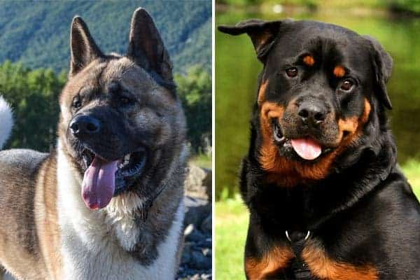 The Majestic Akita Rottweiler Mix: Get Brawn and Beauty | Anything ...