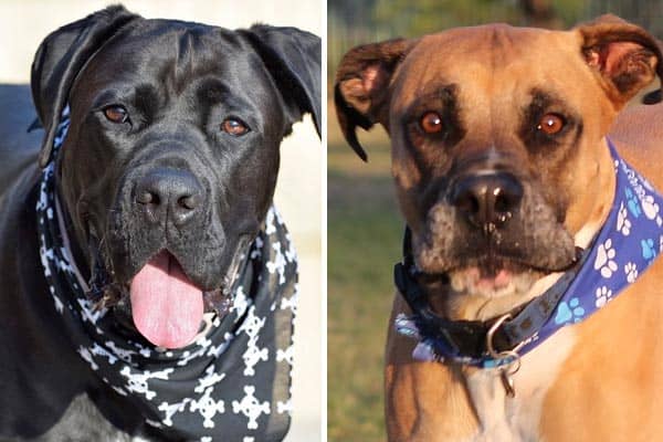 Cane Corso Bullmastiff Mix: What Do You Need to Know? | Anything Rottweiler