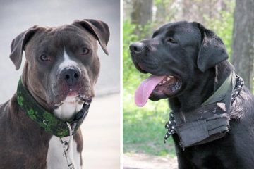 Cane Corso Pitbull Mix: What’s Important to Know | Anything Rottweiler