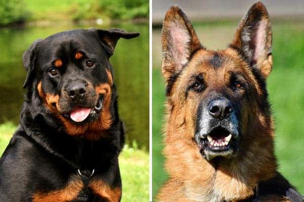 Rottweiler vs. German Shepherd: Choosing the Best Breed for Your Family ...