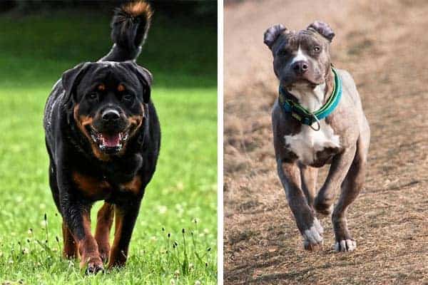 are rottweilers smarter than pitbulls